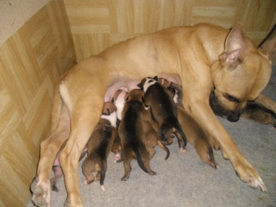 NAISSANCE DES CHIOTS DE BRADA OF SHAINA